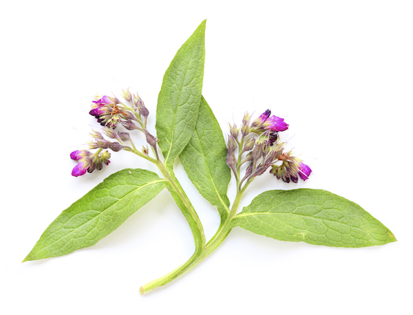 What You Need to Know About Comfrey In Your Beauty Products