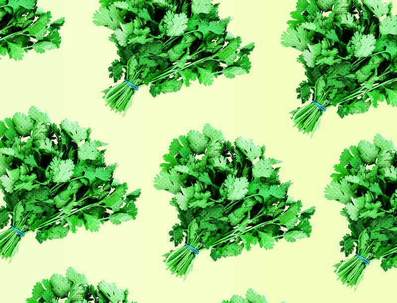 cilantro