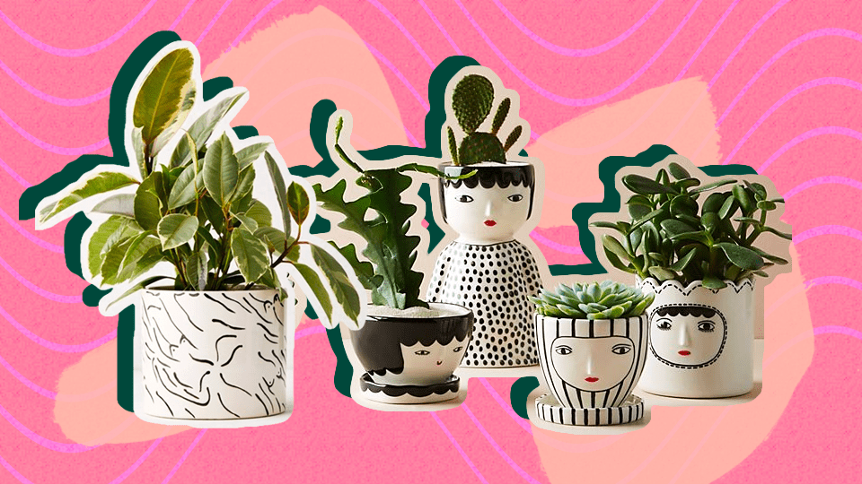 Zodiac Signs as Plants—Which One Captures Your Personality?