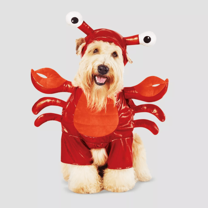 STYLECASTER | Pet Halloween Costumes