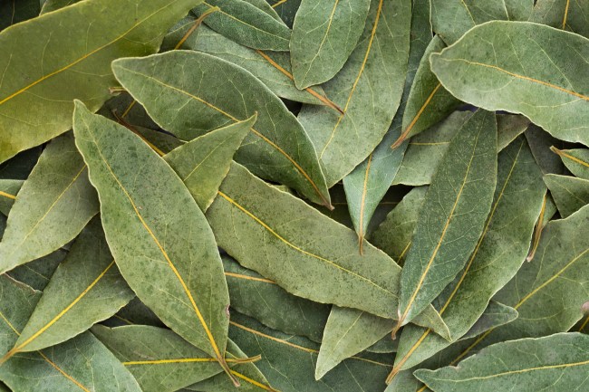 Bay Leaf Money Spell