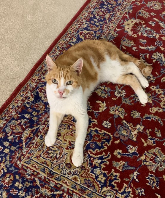 Champion, the love of my life