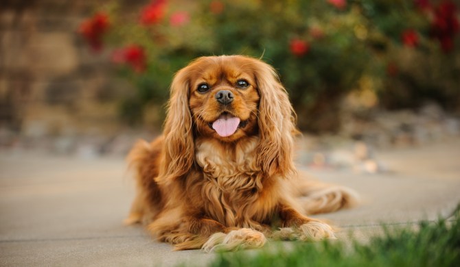Cavalier King Charles Spaniel Dog