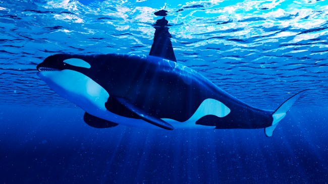 Orca whale swimming under a deep blue ocean surface