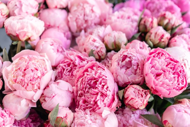 Peony Flowers