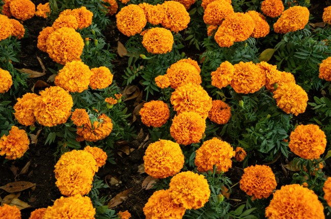 Marigold Flowers