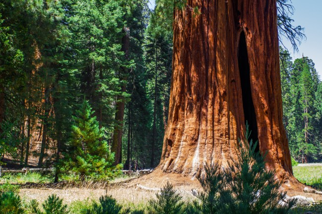 tree and forest at Sequoia National Park, California, USA.