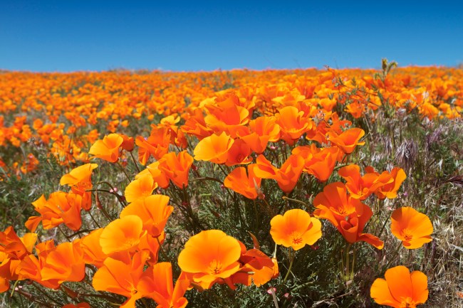 California Poppy Flowers