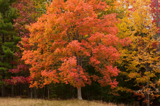 An orange maple tree during autumn