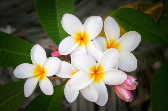 Plumeria