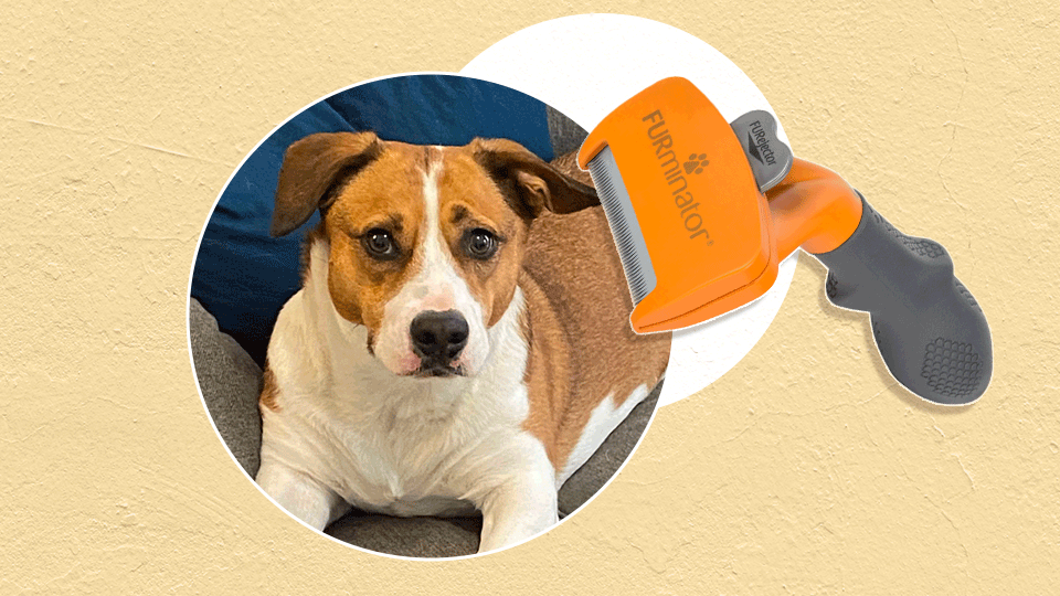 This Deshedding Tool Is the Only Way I Get My Dog's Fur Under Control