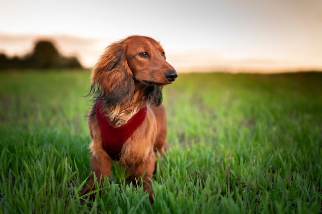 Dachshund Wiener Dog