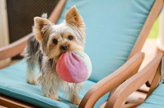 Yorkshire Terrier