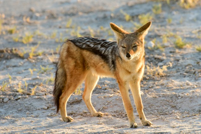 Jackal