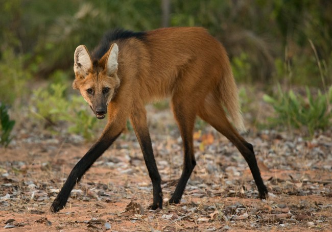 Maned Wolf