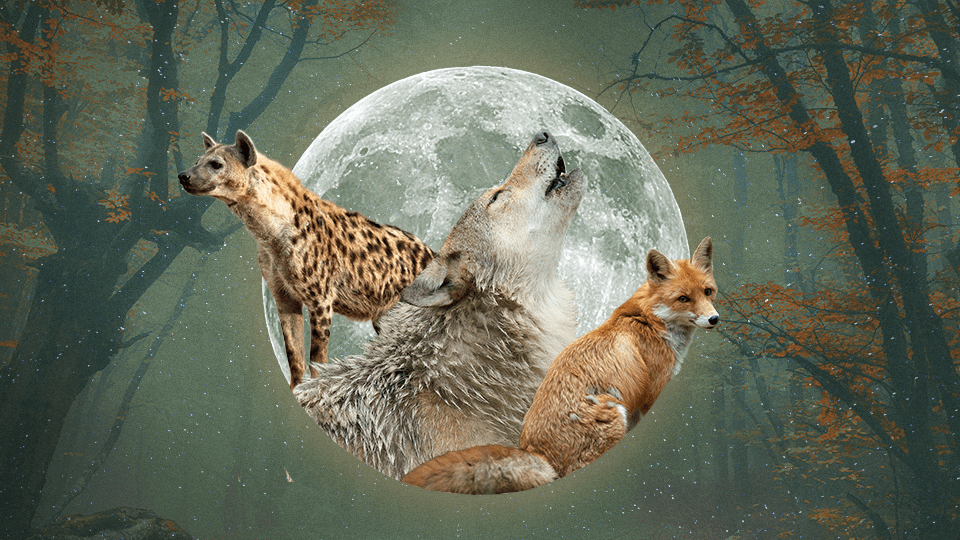 StyleCaster | Here's the Wolf or Wild Dog That Captures Each Zodiac Sign's Personality