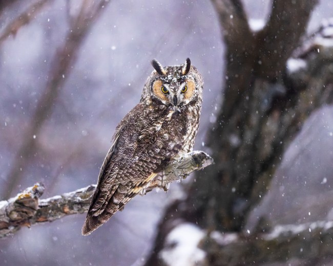 Long-eared Owl