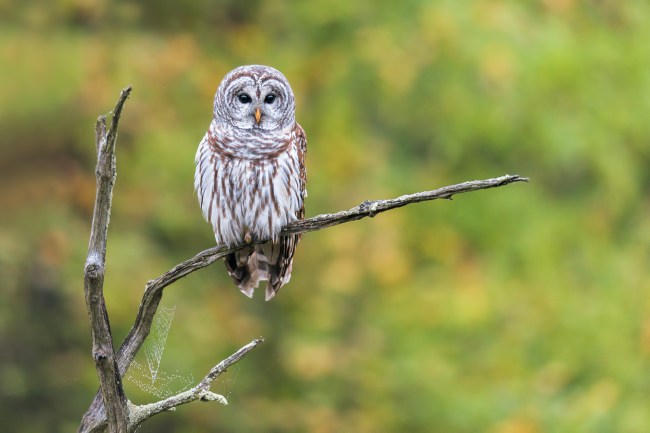 Barred Owl