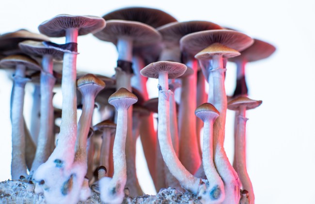 Magic Mushrooms (Psilocybe cubensis)