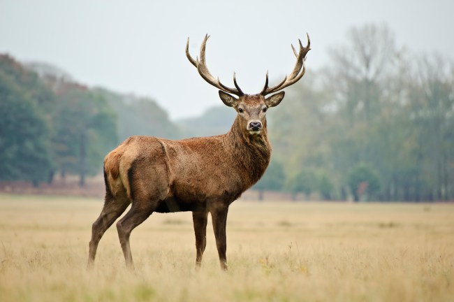 Red Deer