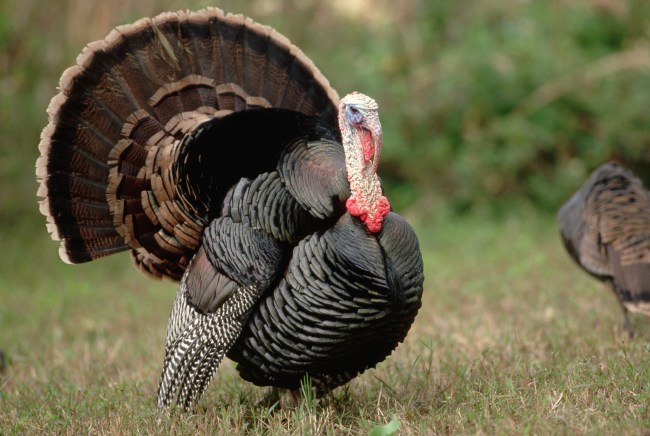 Turkey Farm Animal