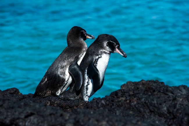 Galapagos Penguin