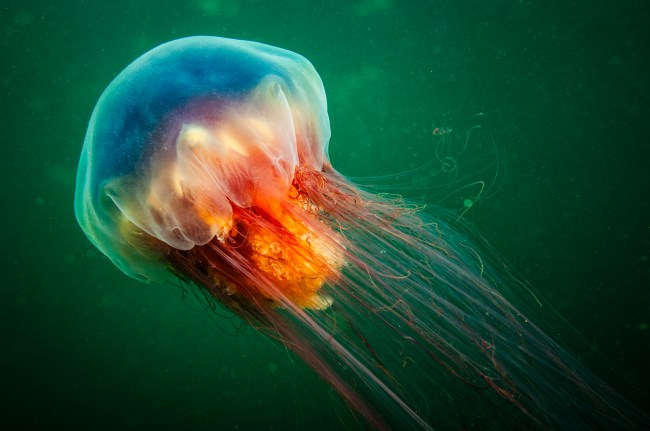 Lion's Mane Jellyfish