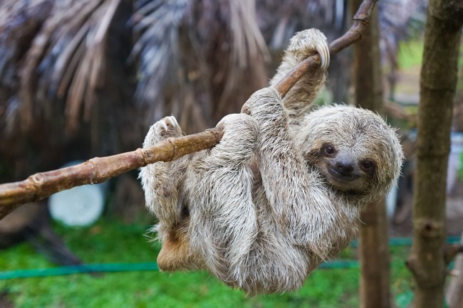 A baby sloth hanging from a vine