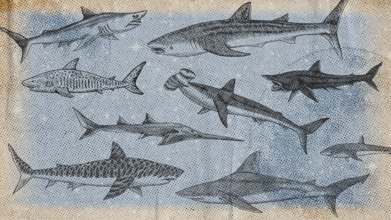 An illustration of various types of sharks in representation of the shark that captures each zodiac sign