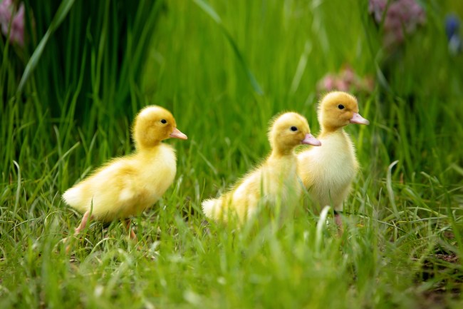 Cute little ducklings springtime, playing together outdoors, running in the grass, little friend