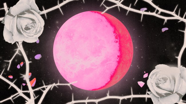 A pink planet Venus in front of a dark night sky backdrop with white thorny roses surrounding it