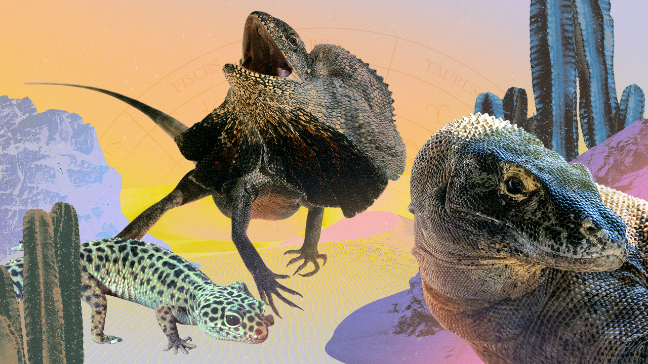 A collage of three lizards in front of a desert backdrop with cacti and rocks i the foreground