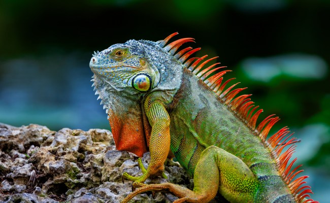 An iguana with orange spikes along its back, standing on a rock