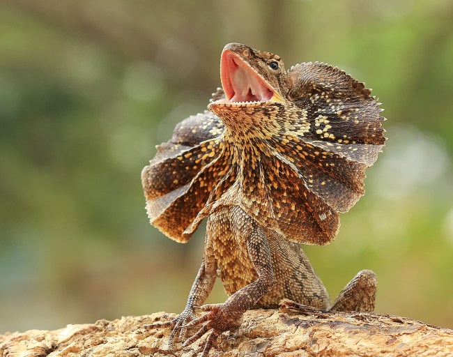 A Frilled Lizard standing on a rock with its mouth open and hissing, unfolding their frills in a defensive posture