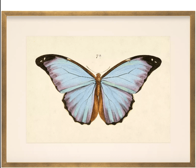 "Butterfly Series" by Whalebone Creek