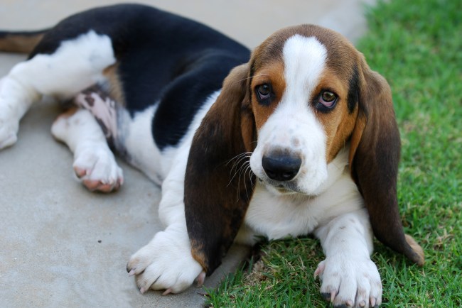 A young basset hound laying down on the sidewalk