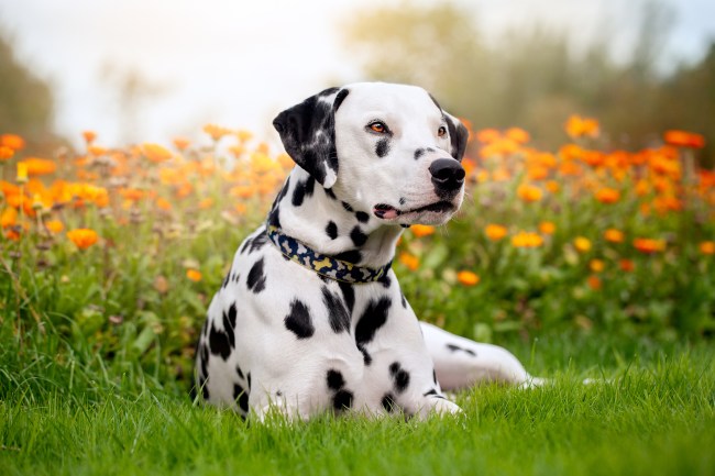 Dalmatian dog in orange summer flowers