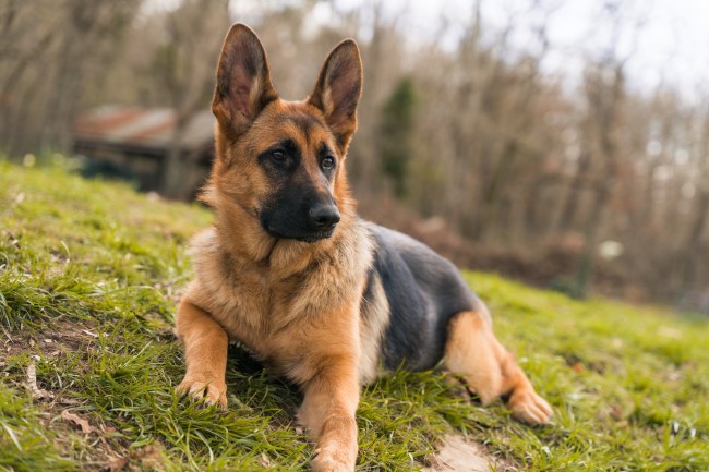 Young German Shepherd dog lying down on the grass