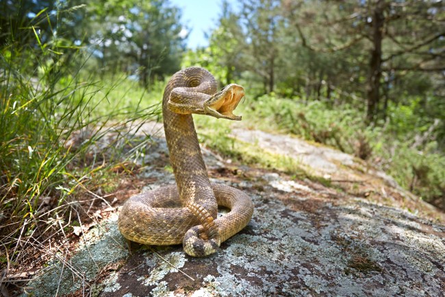 Rattlesnake on a rock