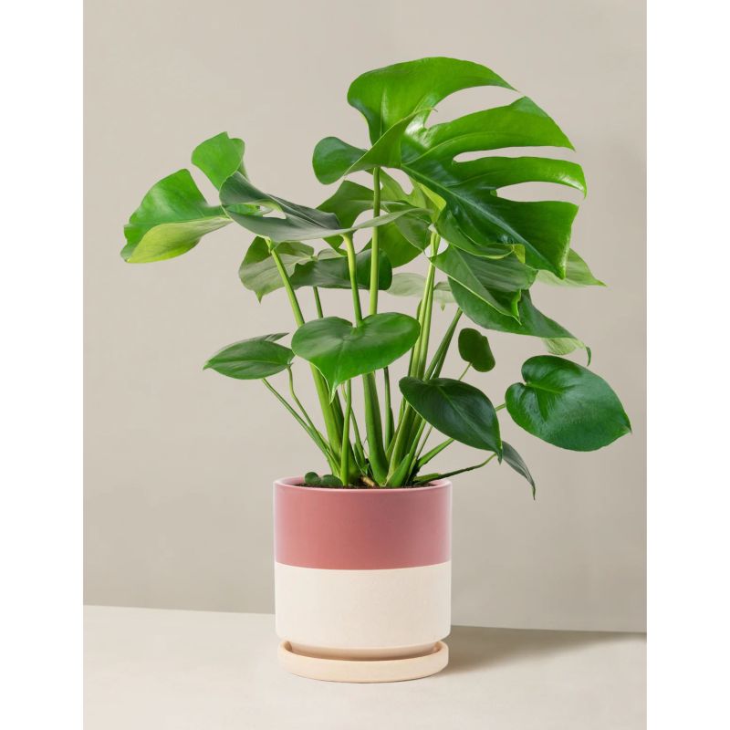 57 Best Mother's Day Gifts to Buy for Cool Stylish Moms in 2025